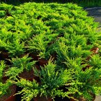 Borievka plazivá (Juniperus horizontalis) ‘ANDORRA COMPACT’ – výška 20-30 cm, ⌀ 20-30 cm, kont. C3L